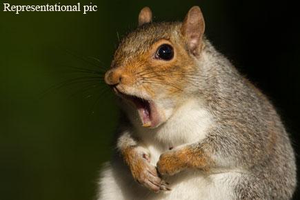Revenge? Politician who criticised squirrels is 'attacked' by one
