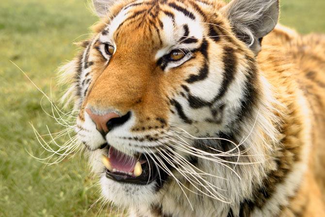 Man jumps into tiger enclosure in Pune zoo, rescued