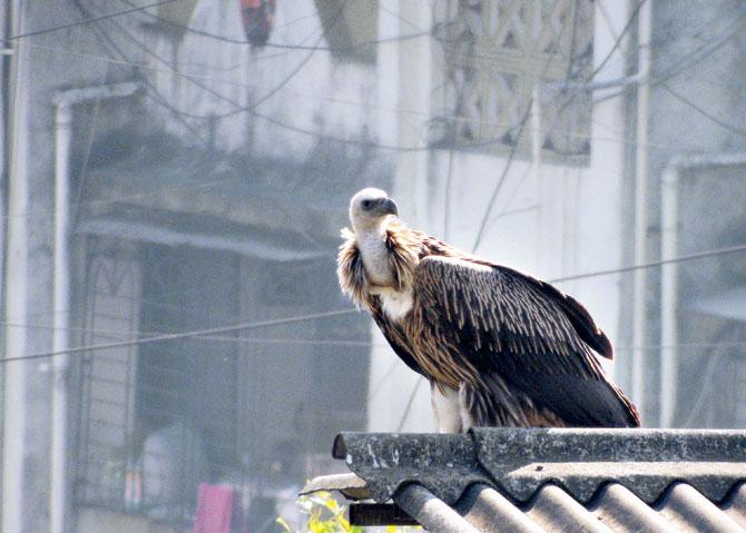 The Eurasian Griffon Vulture, which usually inhabits the northern parts of India, was spotted in Thane. PIC/ Sandeep Dandekar