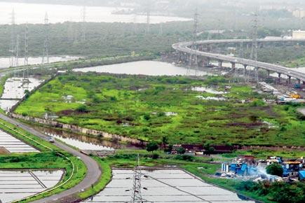 Mumbai: 40 trees at Wadala to make way for metro casting yard