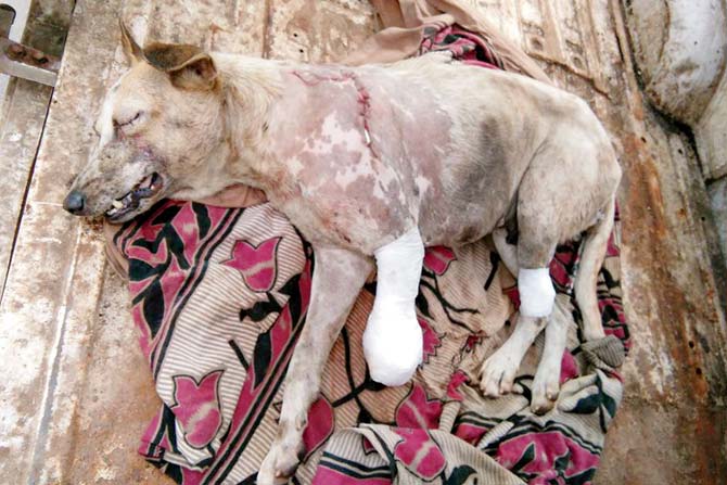 The dog was found near the Dahisar fish market, with an eye popped out and toes cut off. The vet took three hours to stitch up the wounds