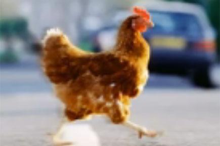 Bizarre! Chicken tries to cross road, taken into police custody!