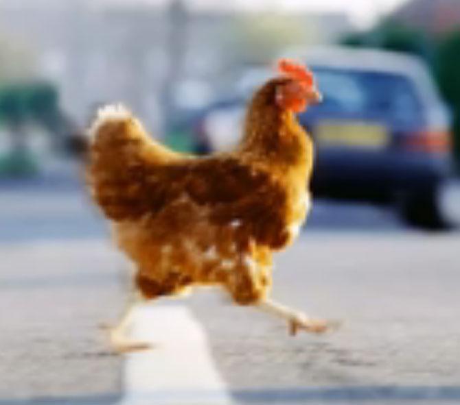 Chicken arrested for crossing road