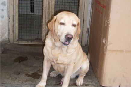 Sole surviving 26/11 Mumbai police dog Caesar passes away