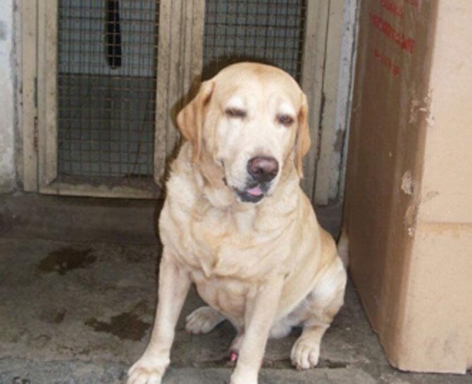 Mumbai Police lost one of its brave, alert and efficient police dog Caesar
