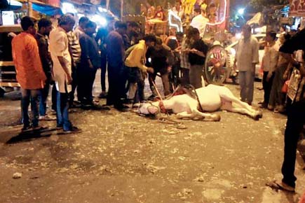 Sad! Horse faints while pulling Durgotsav carriage in Mumbai