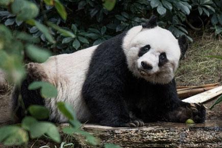 World's oldest Panda in captivity dies at the age of 38