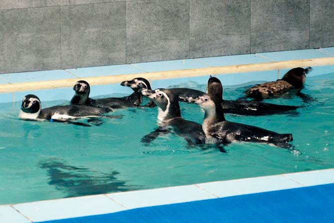 The Humboldt penguins will be kept in a 1,700-sqft display area