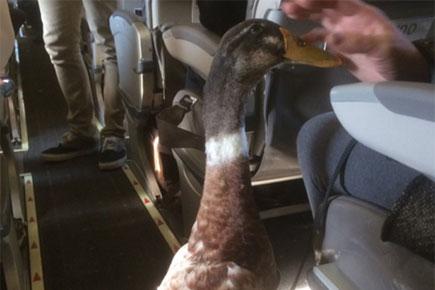 Daniel the duck gives emotional support to anxious flier, wins hearts