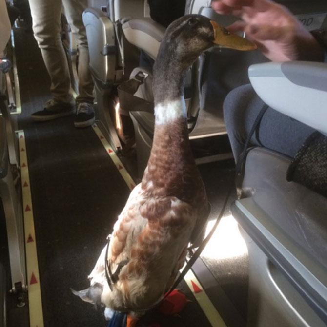 Daniel the duck gives emotional support to anxious passenger, wins hearts
