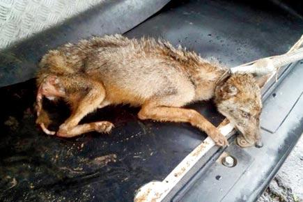 SGNP's rescued jackal hops back into the wild