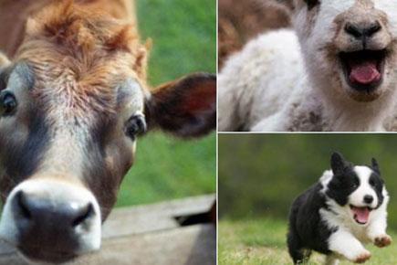 Twitterati share cute pictures of animals on World Animal Day