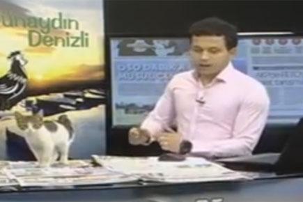 Watch video: Cat steals the show by sneaking into a live TV studio
