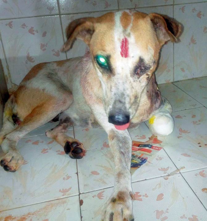 The stray that was found brutalised near Dahisar fish market is being treated by Borivli-based veterinarian Dr Vikram Dave