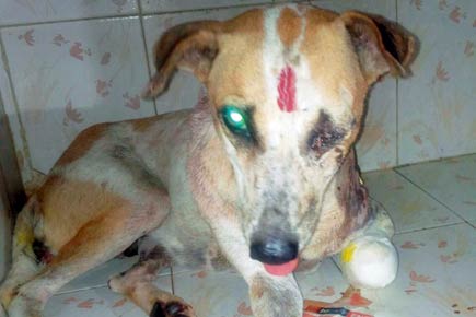 Mumbai: Brutalised Dahisar stray dog is now stable