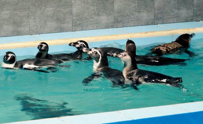 Eight Humboldt penguins were brought to the zoo on July 26
