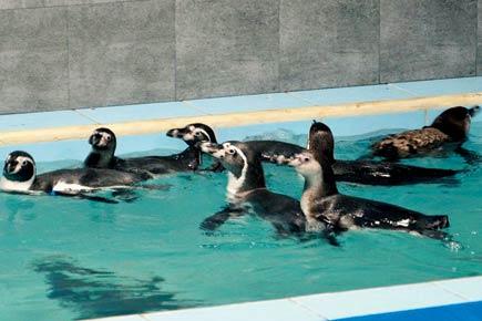 Humboldt penguin dies at Byculla Zoo after digestive complications