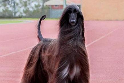Stylish dog with long locks becomes Internet sensation