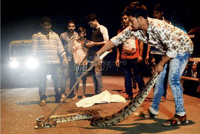 Ganesh Karvi uses a stick to catch the snake. Pics/Satej Shinde