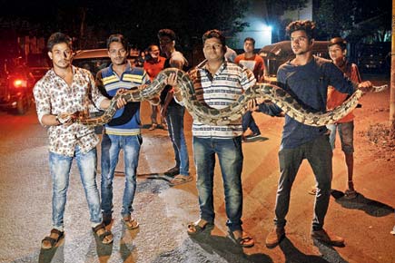 Mumbai: 10-ft python rescued from Borivli colony