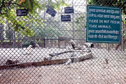 Mumbai: 297 birds have died at Byculla zoo in last six years