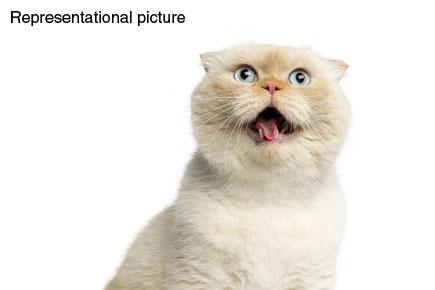 Bizarre! Facebook bans user for sharing cat photo