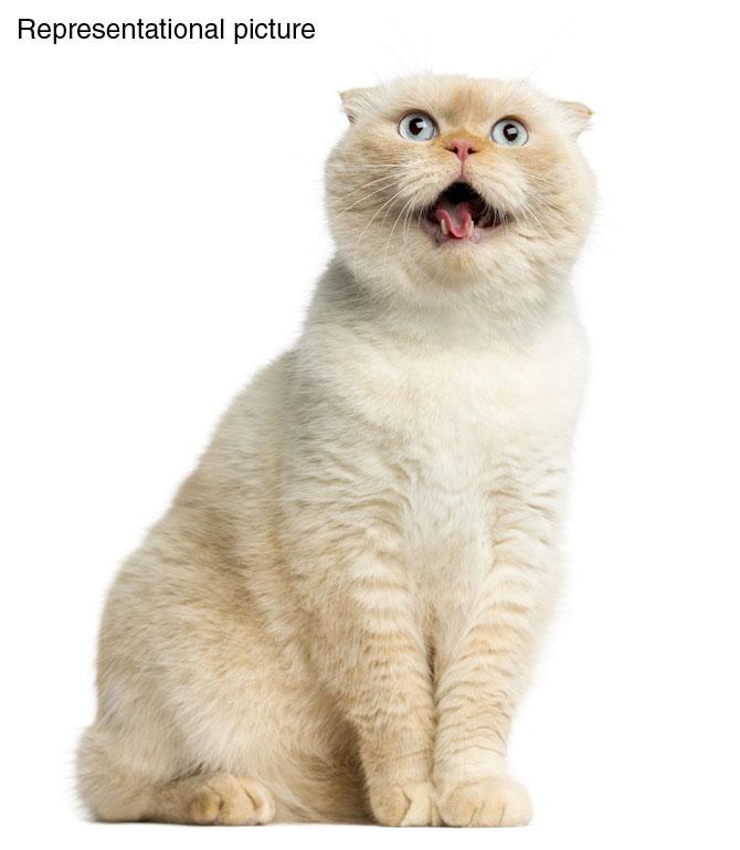 Bizzare! Facebook bans user for sharing cat photo