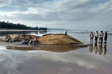 Dead Bryde's whale washes ashore on Ratnagiri beach