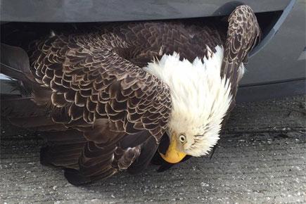 Bald eagle rescued after getting stuck in car grille 