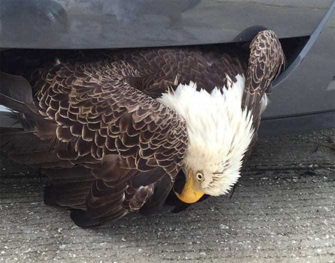Bald eagle rescued after getting stuck in car grille 