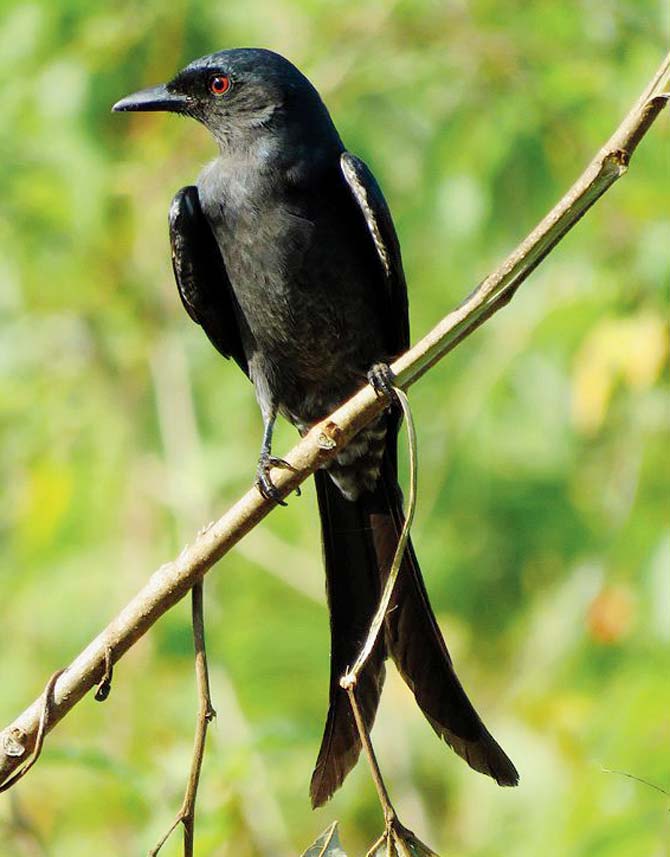 Black Drango shot in Maleshwar, Ratnagiri