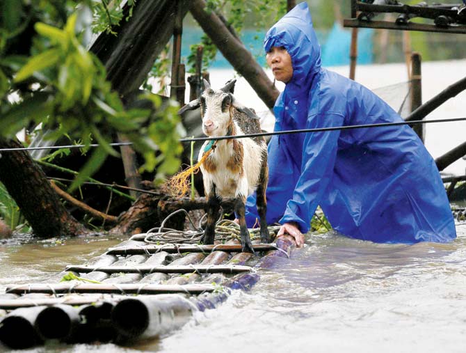 A resident uses a bamboo raft to rescue a goat after it was trapped following the flooding brought about by super typhoon Haima in northern Philippines. Pic/AP/PTI