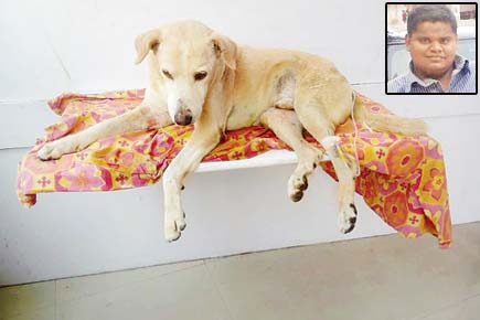 Vasai dog assaulter held after 5 days, let off in 24 hours 