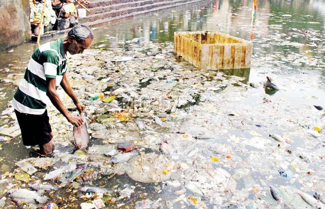 Locals clean out the dead fish from Banganga Tank yesterday. Pics/Bipin Kokate