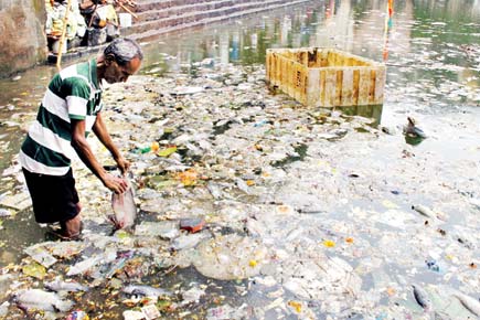 Mumbai: Ritual for dead kills hundreds of fish at Banganga