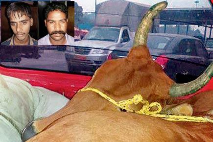 Virar cops nab duo with unconscious cow and bull in Santro