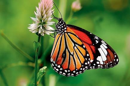 Go butterfly-spotting in Thane