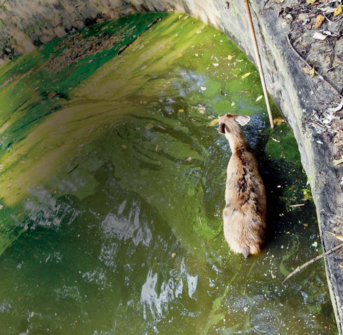 A deer suffering a skin infection wades through a filthy pool of water at the zoo on Saturday afternoon. CZA guidelines state that unwell animals be kept in separate enclosures. Pics/Suresh Karkera