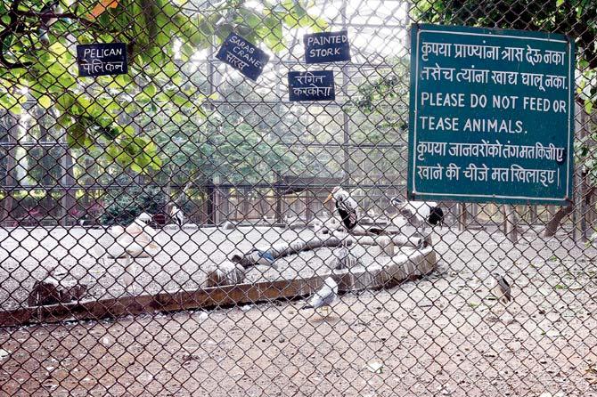 Many activists have criticised the zoo’s practice of keeping several species of birds in the same enclosure. These spaces are filthy and badly maintained. File pic