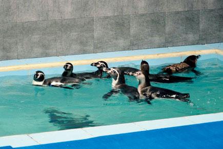 Byculla Zoo to now test all food given to penguins