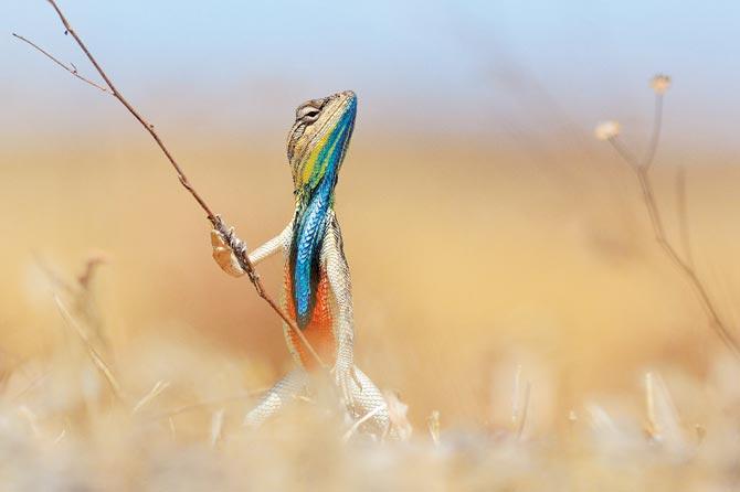 Deodhar’s award-winning photograph. Pic courtesy/Anup Deodhar