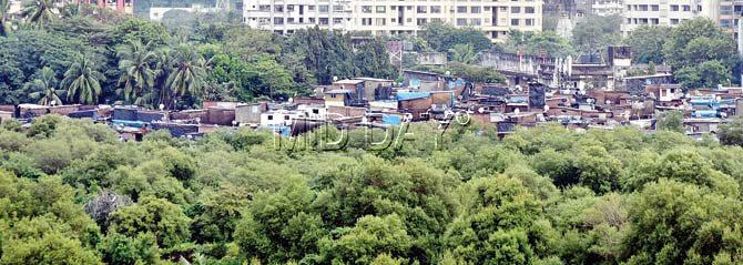 mid-day visited the spot and also took aerial pictures that clearly show how the illegal hutments are creeping in on the mangrove cover at Dharavi. Pics/Sameer Markande