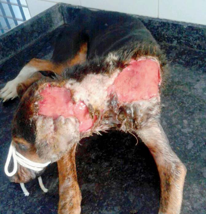 Dog rescued in Goregaon that was attacked with acid