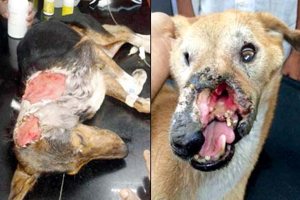 Dogs attacked with acid, firecracker: Mumbai's brutal alley into inhumanity