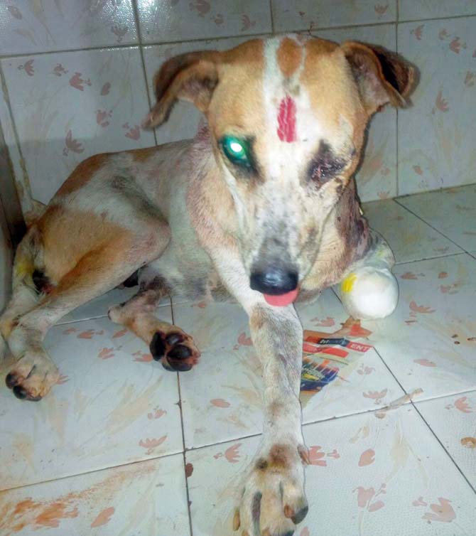 The stray that was brutalised with her toes cut off and an eye busted open