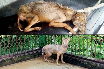 Mumbai: Frail jackal gets tender loving care, gains 4 kg