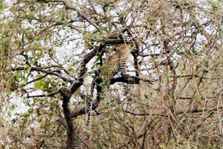 Mumbai: Seven leopards in Aarey, yet eco-sensitive zone reduced for Metro