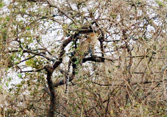 Seven leopards have been spotted in the Aarey Colony alone. File pic