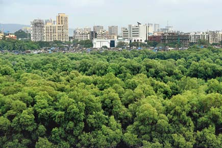 Mumbai: Dharavi slums eating into mangrove forest, and no one knows how 