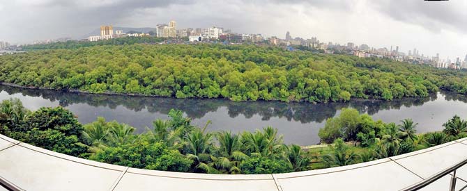 Mangrove fencing to begin in Mumbai from January